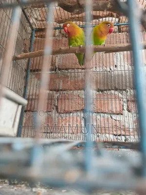 Fischer's Lovebird