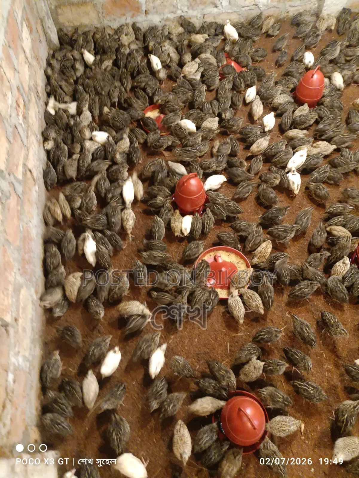 Female Quail for Eggs, Fully Medicated.