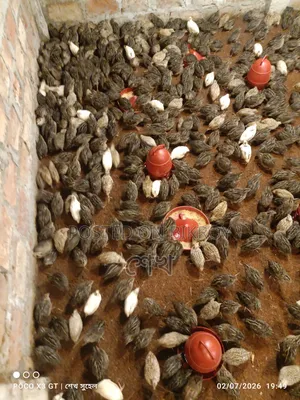 Female Quail for Eggs, Fully Medicated.