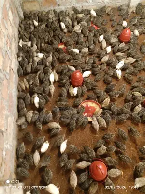 ডিমের জন্য মহিলা কোয়েল পাখি, সম্পূর্ণ ঔষধ খাওয়ানো আছে।