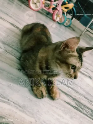 ১+ বছরের মিক্সড ব্রিড ফিমেল বিড়াল
