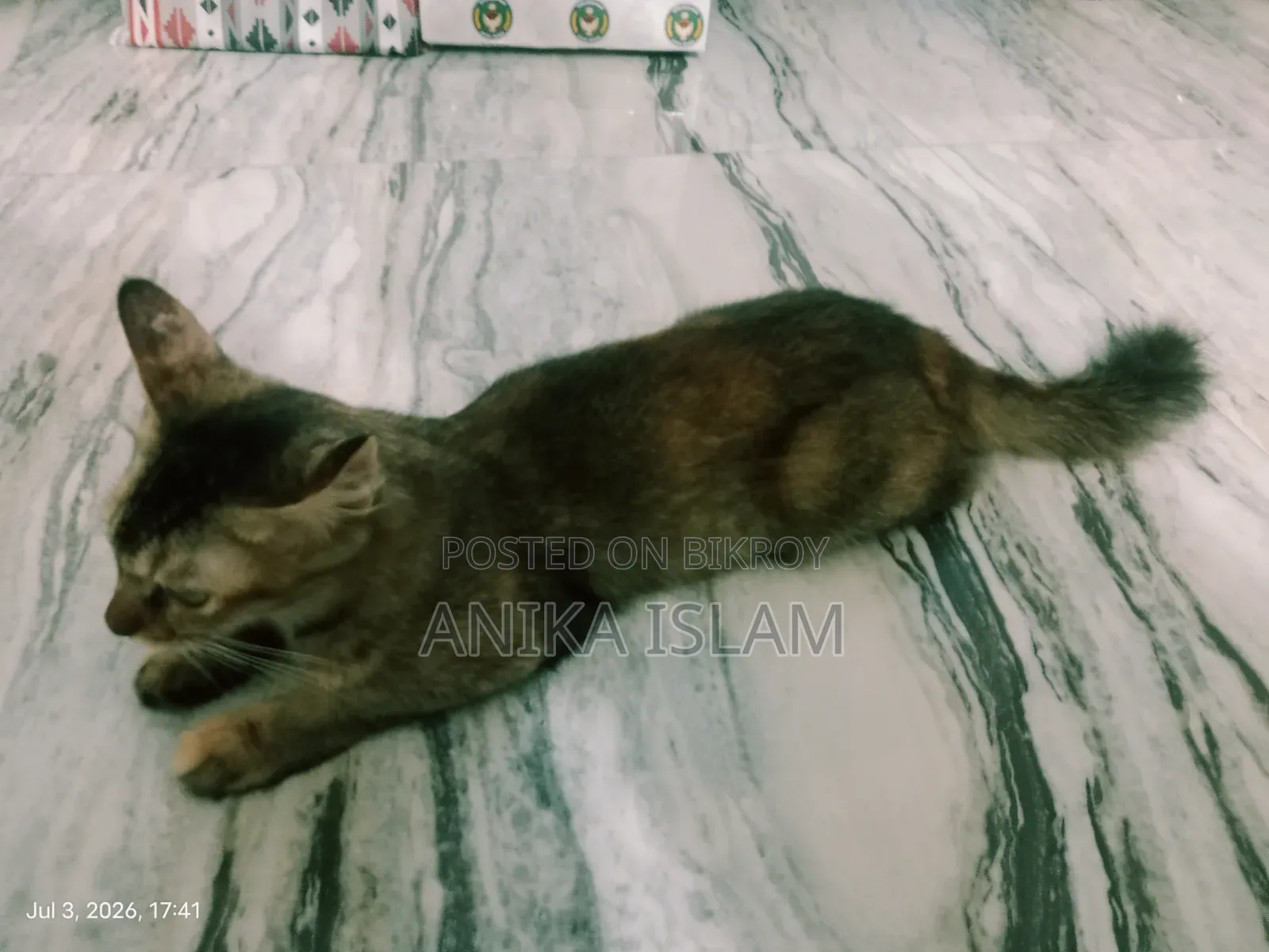 ১+ বছরের মিক্সড ব্রিড ফিমেল বিড়াল