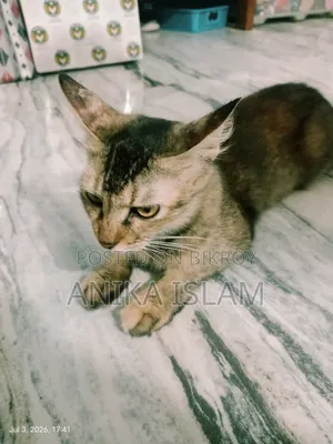 ১+ বছরের মিক্সড ব্রিড ফিমেল বিড়াল
