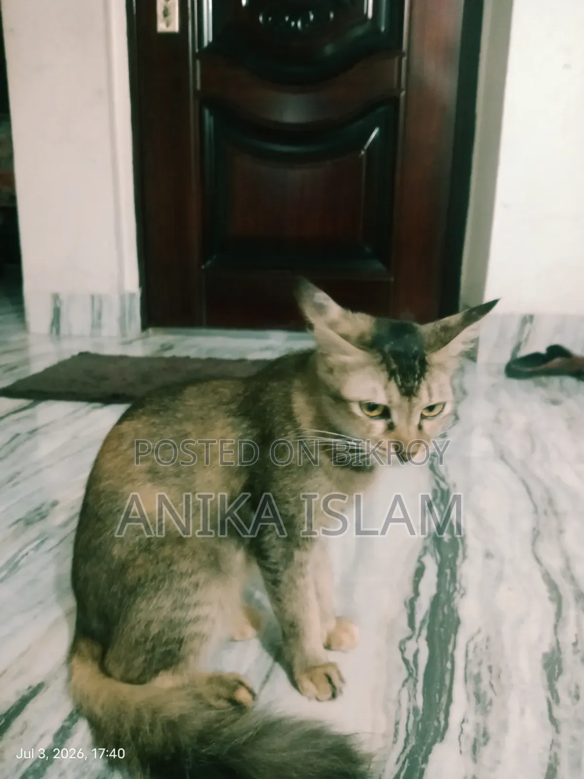 ১+ বছরের মিক্সড ব্রিড ফিমেল বিড়াল