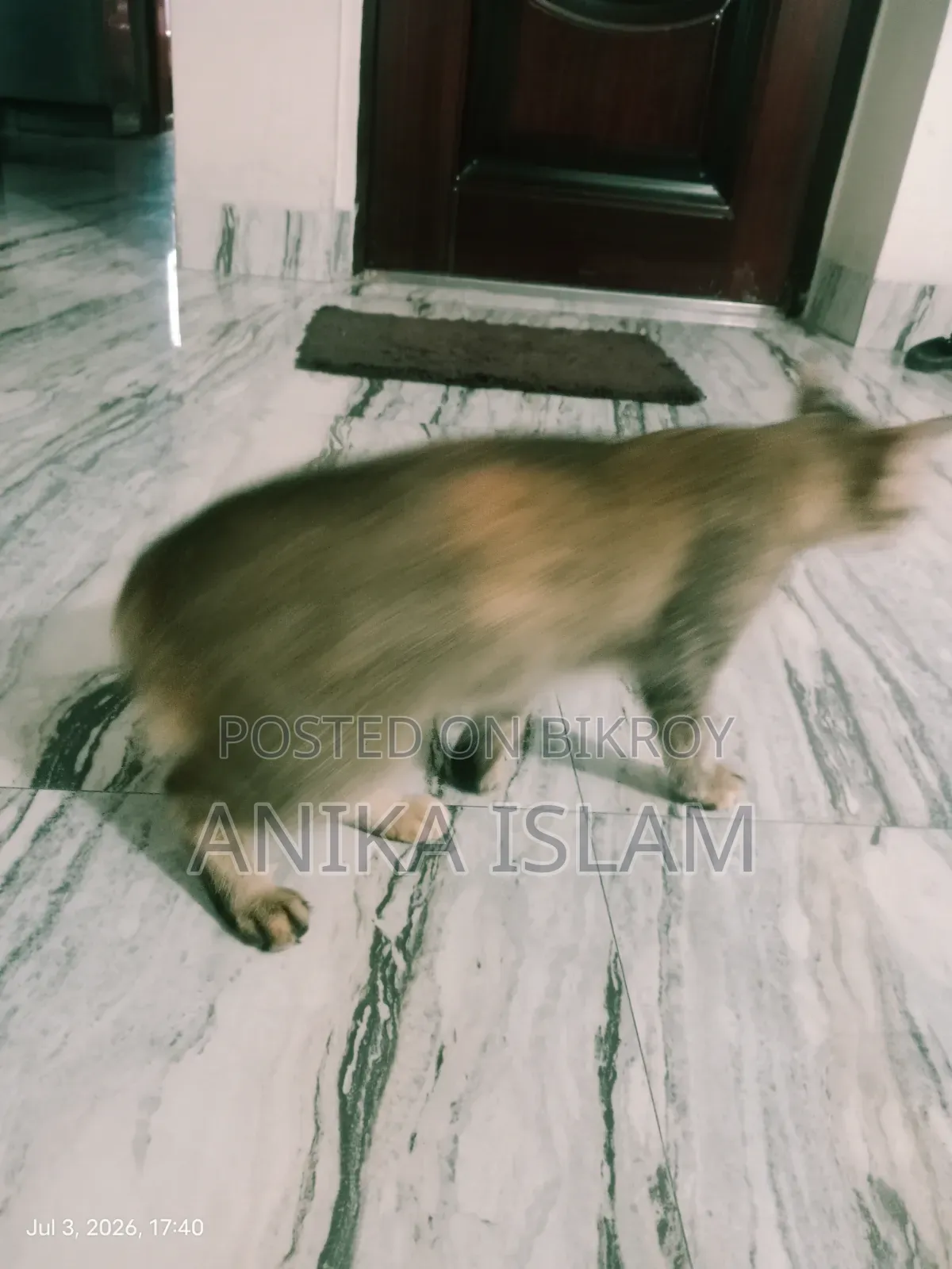 ১+ বছরের মিক্সড ব্রিড ফিমেল বিড়াল