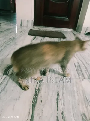 ১+ বছরের মিক্সড ব্রিড ফিমেল বিড়াল
