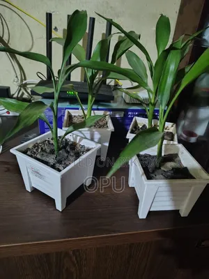 কিছু ইন্ডোর প্লান্ট সেল হবে!