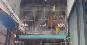 Yellow Fisher Love Bird With China Big Cage