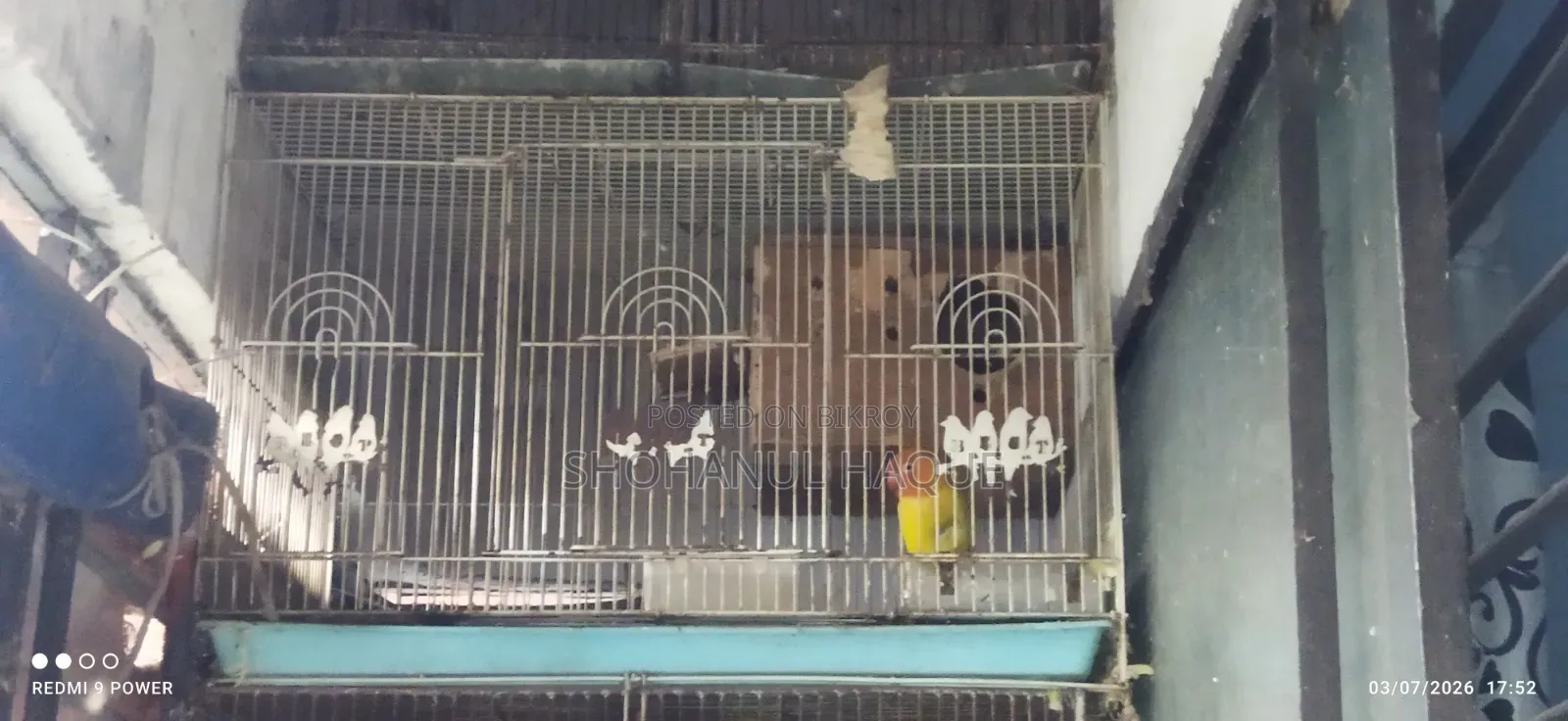 Yellow Fisher Love Bird With China Big Cage