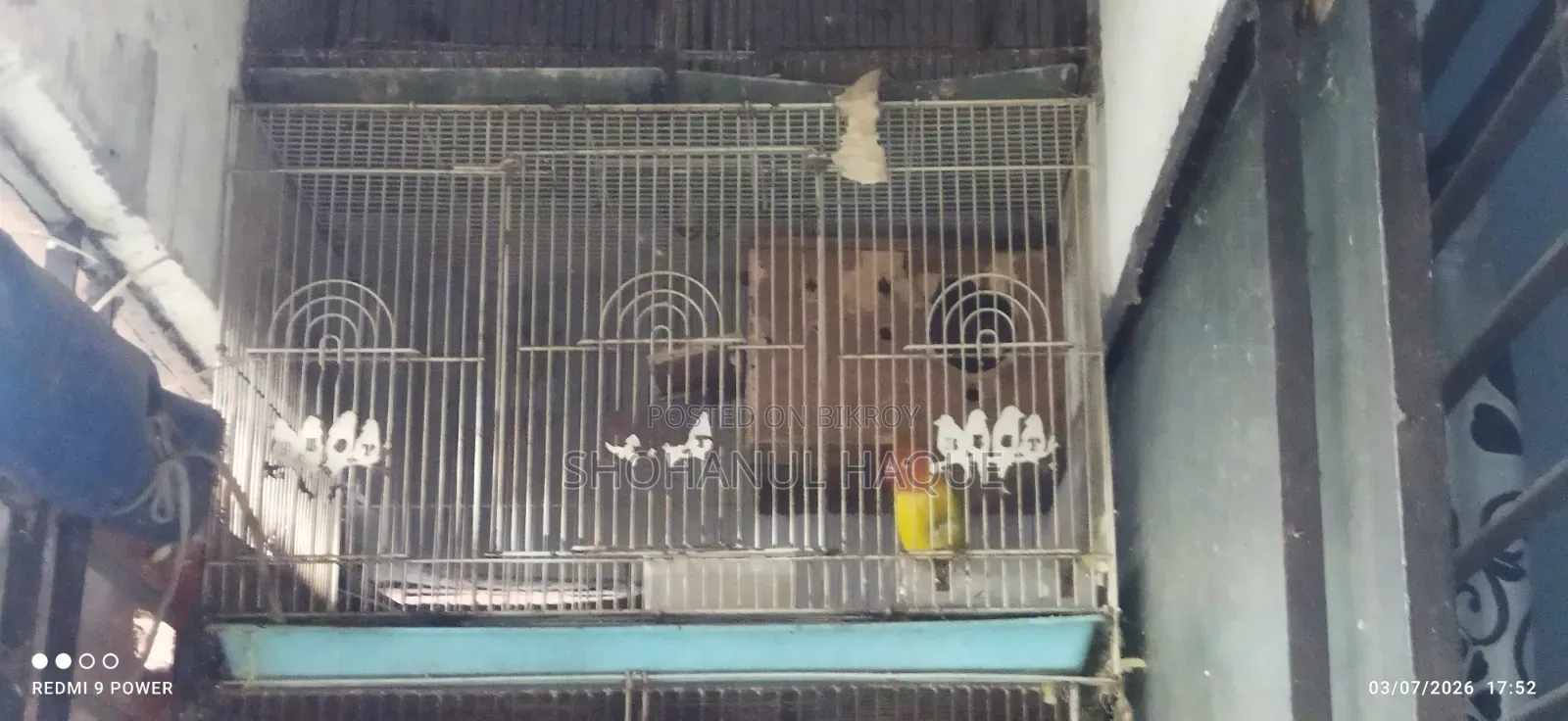Yellow Fisher Love Bird With China Big Cage