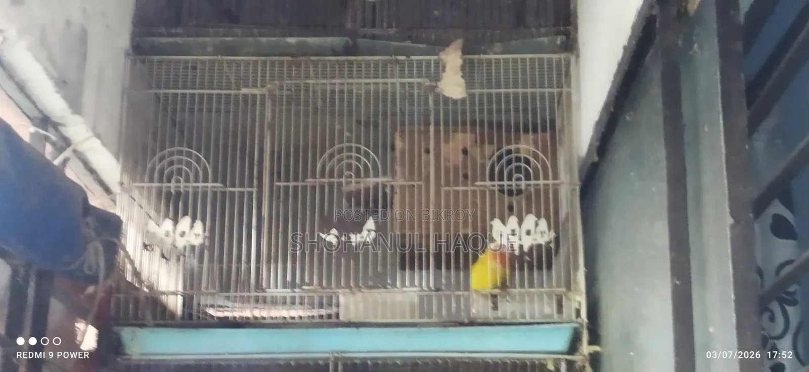 Yellow Fisher Love Bird With China Big Cage