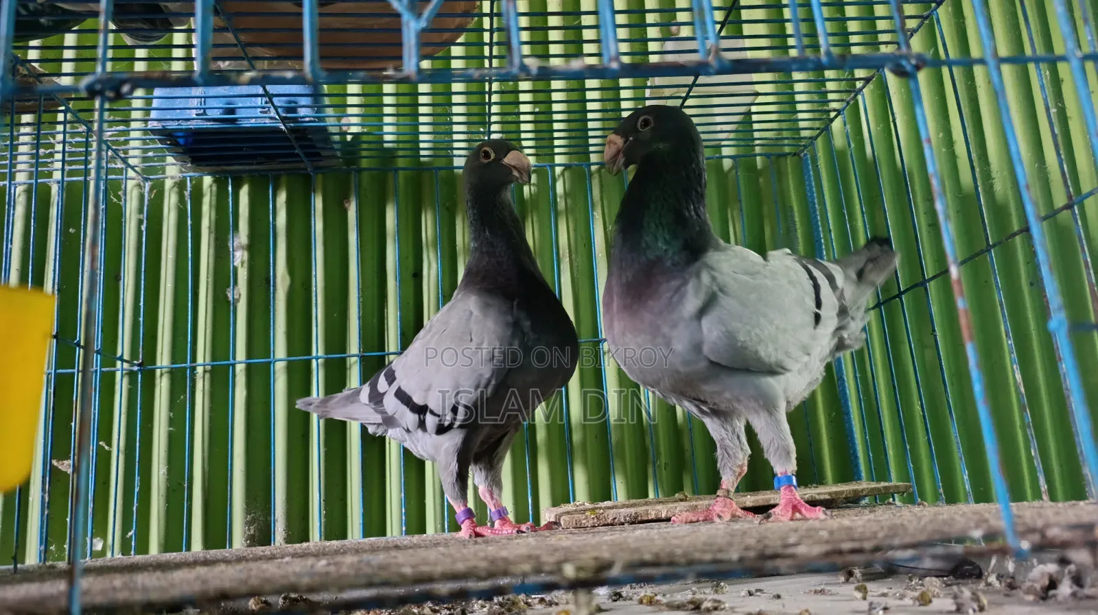 4 Pair Pigeon