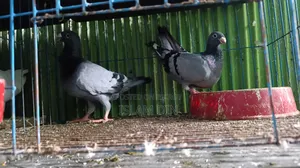 4 Pair Pigeon