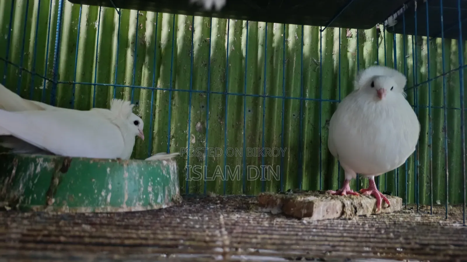4 Pair Pigeon