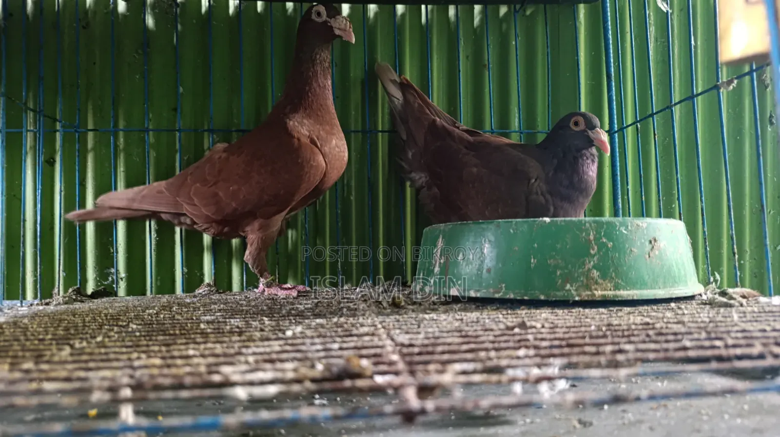 4 Pair Pigeon