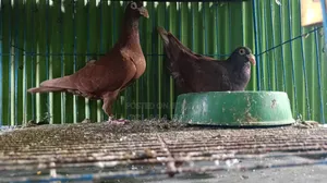 4 Pair Pigeon