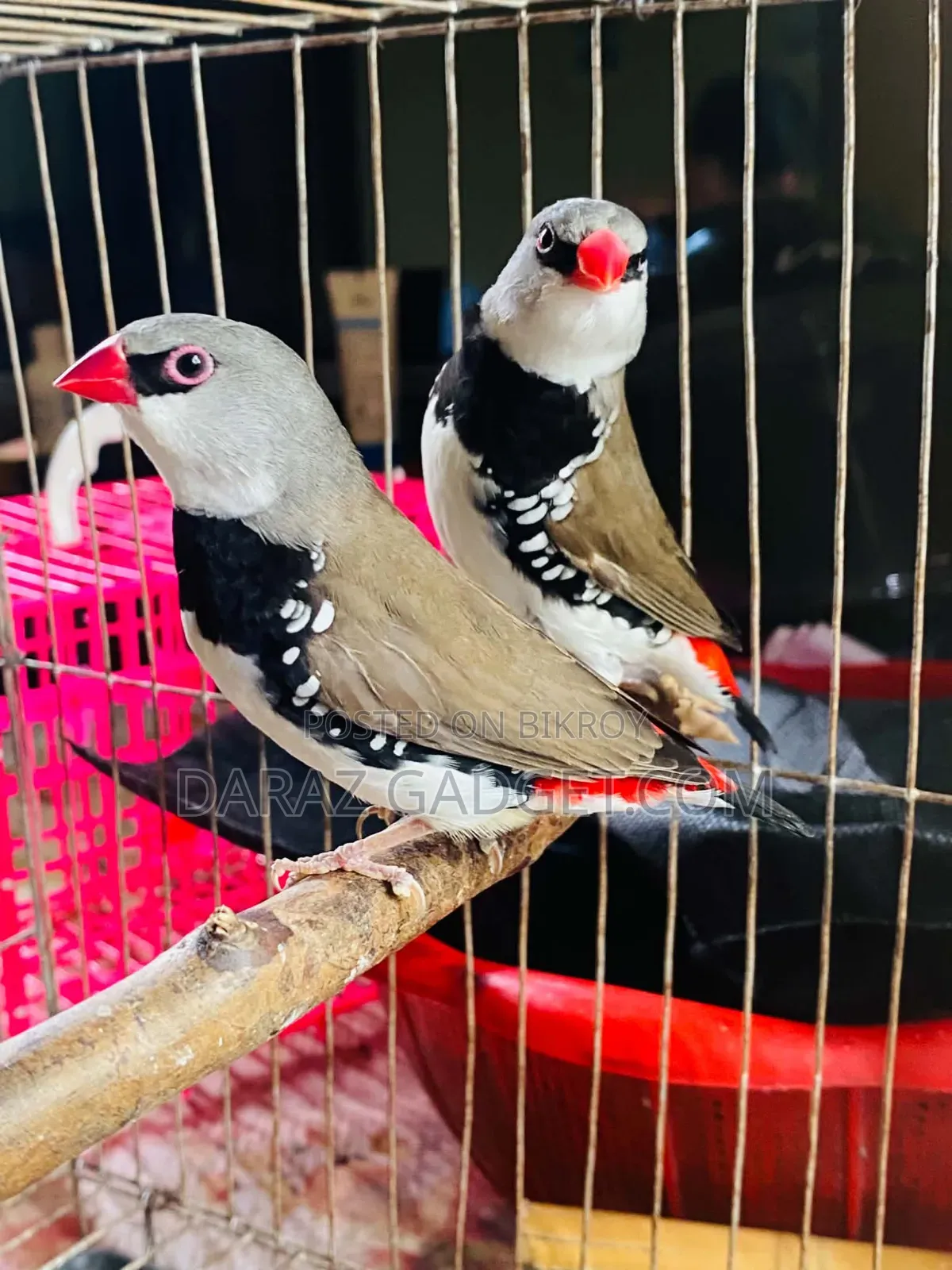 Firetail Finch Pair for Sale - Healthy Quality Bird