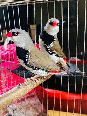 ফায়ারটেল ফিঞ্চ জোড়া বিক্রির জন্য - স্বাস্থ্যকর উন্নত মানের পাখি