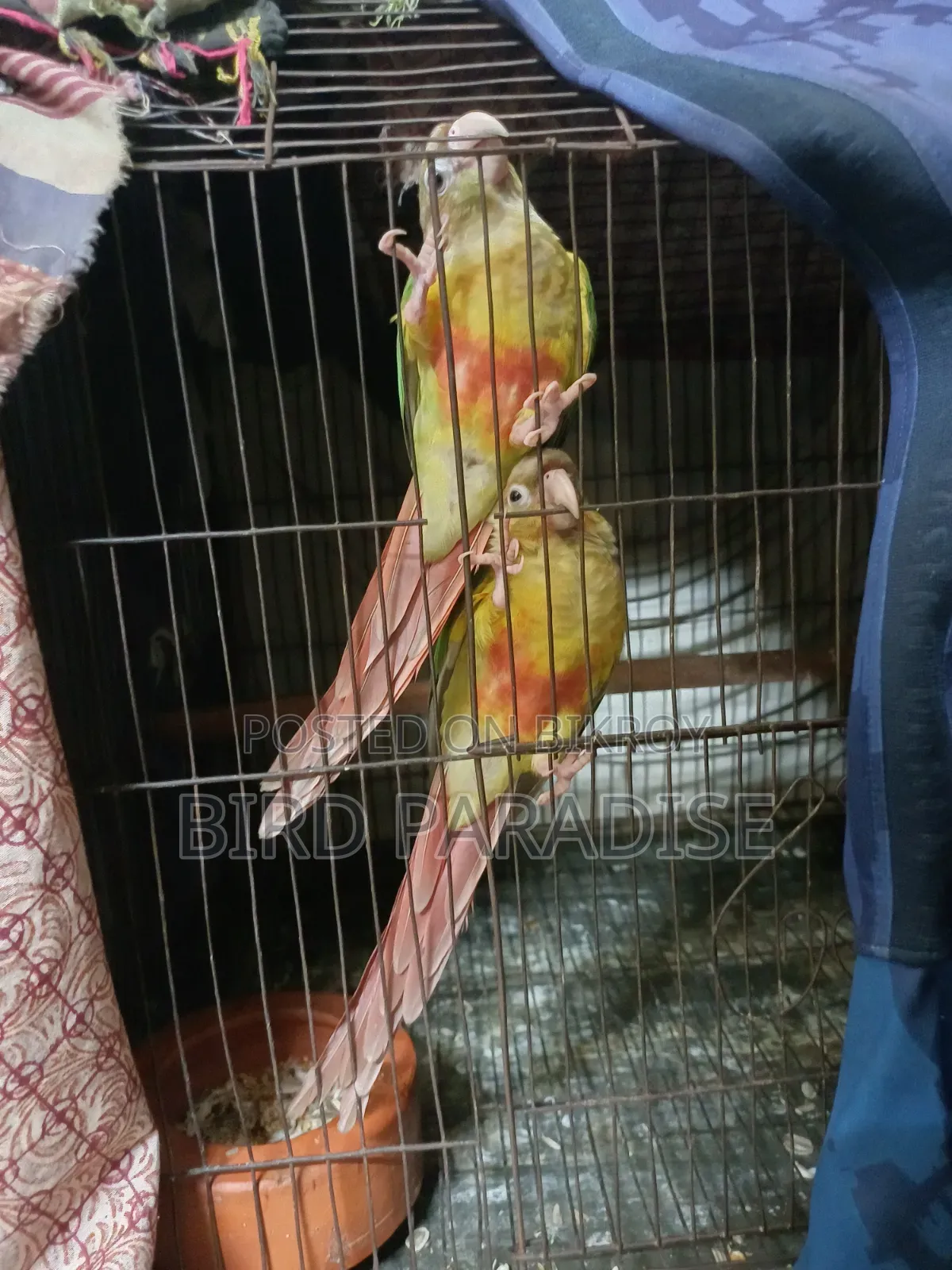 সুপার টেম পাইনঅ্যাপল পেয়ার