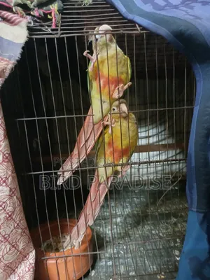 সুপার টেম পাইনঅ্যাপল পেয়ার
