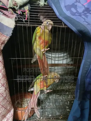 সুপার টেম পাইনঅ্যাপল পেয়ার