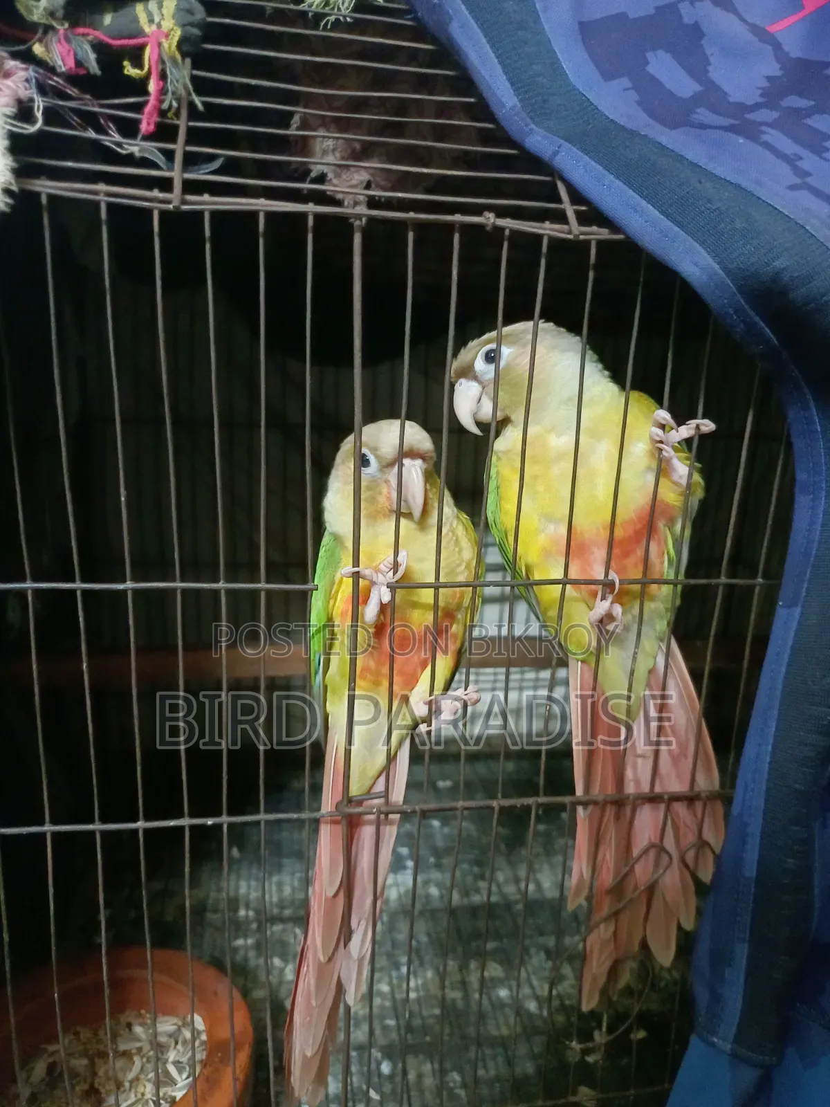 সুপার টেম পাইনঅ্যাপল পেয়ার