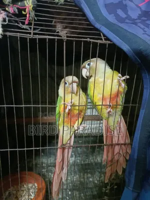 সুপার টেম পাইনঅ্যাপল পেয়ার