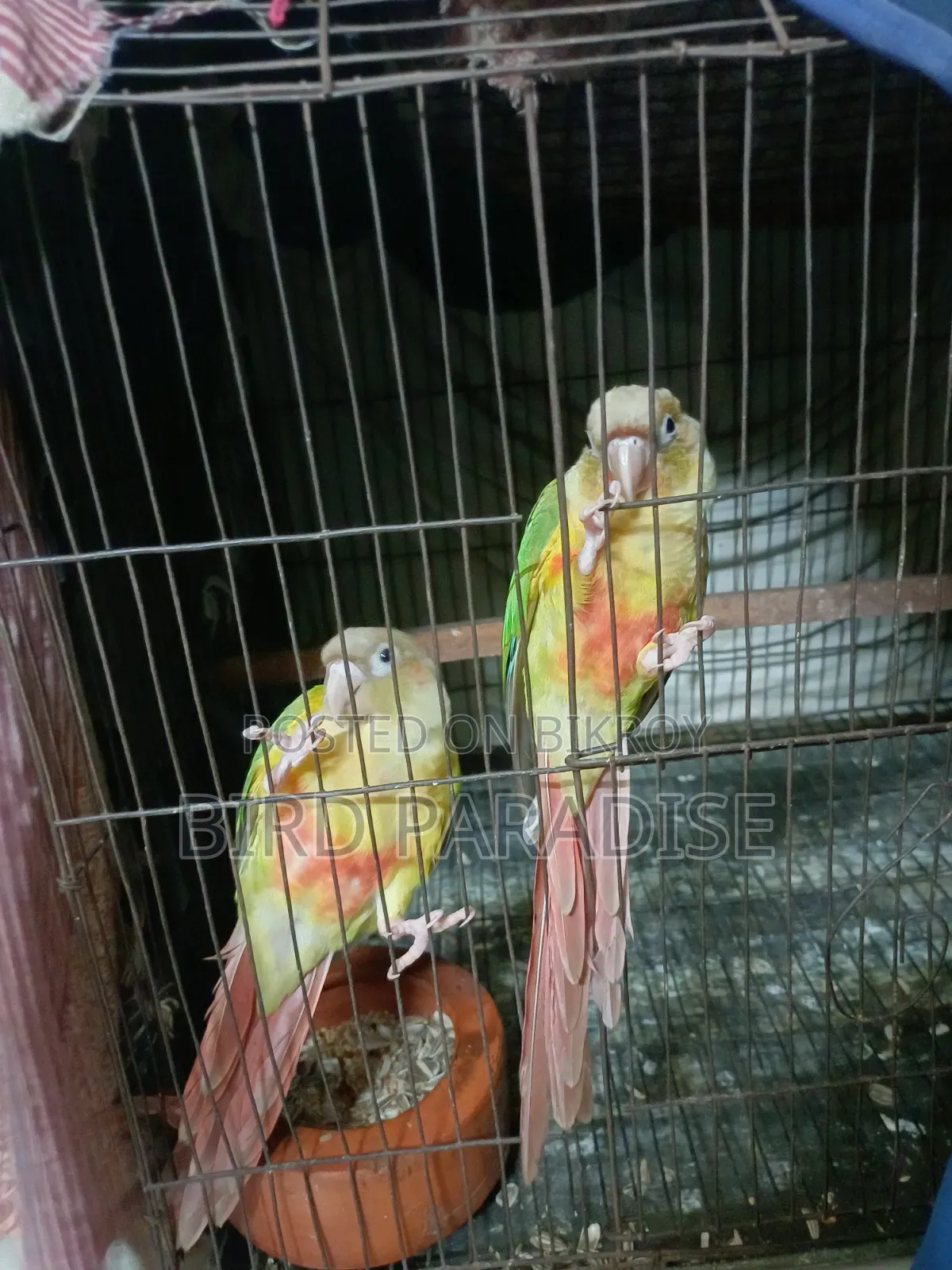 সুপার টেম পাইনঅ্যাপল পেয়ার