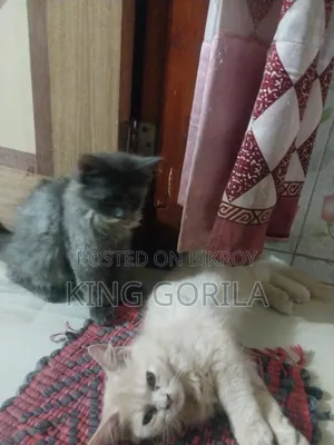 ৩-৬ মাস বয়সী পুরুষ বিশুদ্ধ পার্সিয়ান