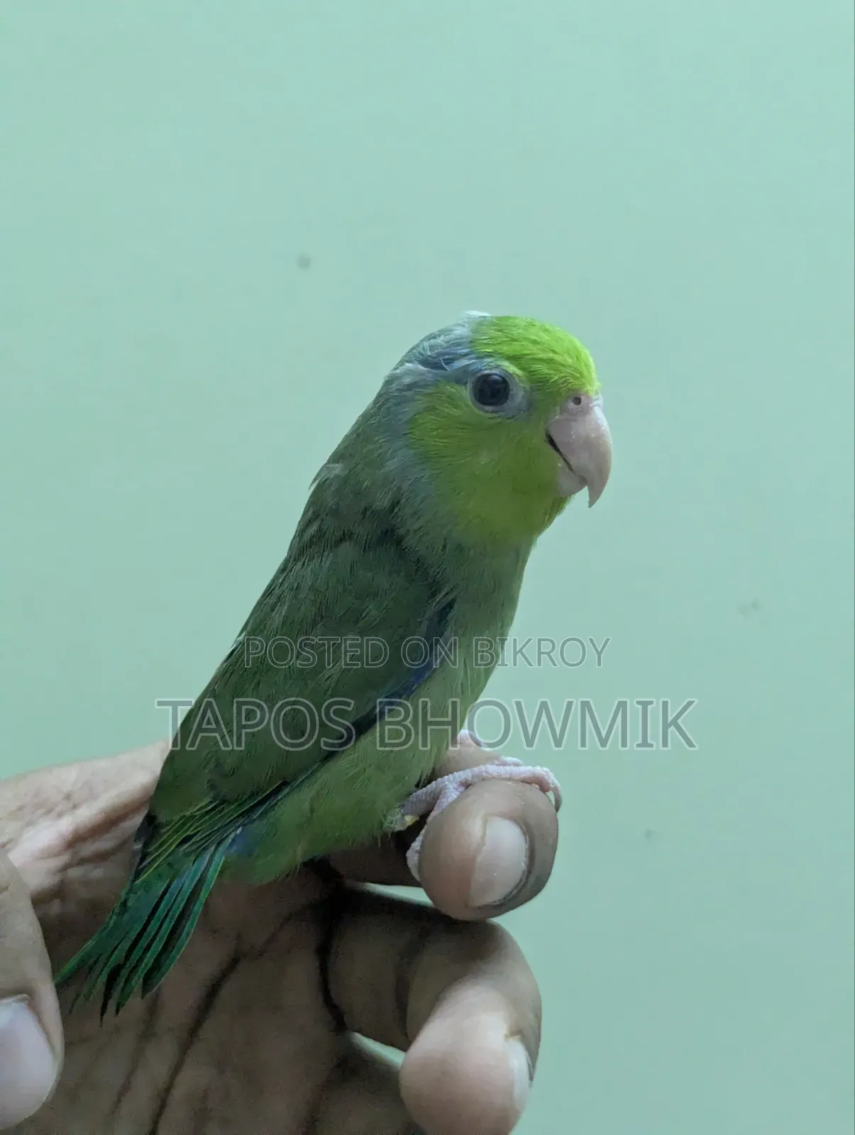 Forpus- Green Ino Male