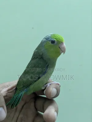 Forpus- Green Ino Male