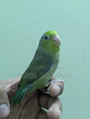 Forpus- Green Ino Male