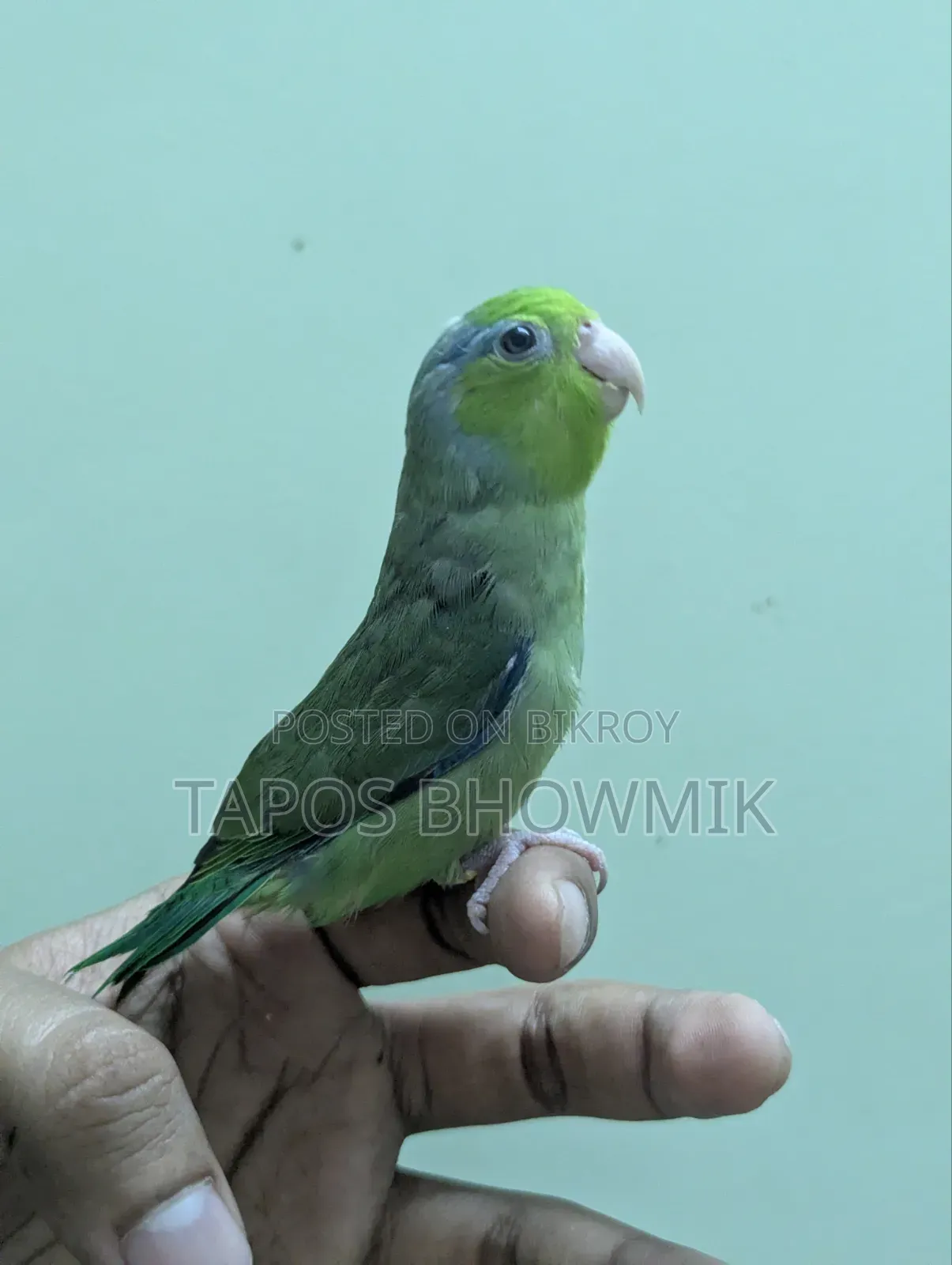 Forpus- Green Ino Male