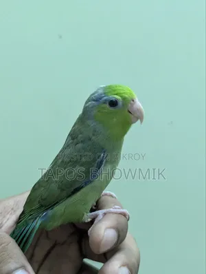 Forpus- Green Ino Male