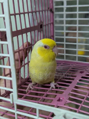 Forpus Lutino Male