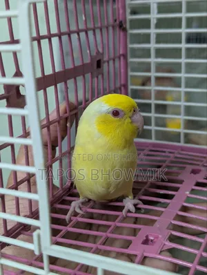 Forpus Lutino Male