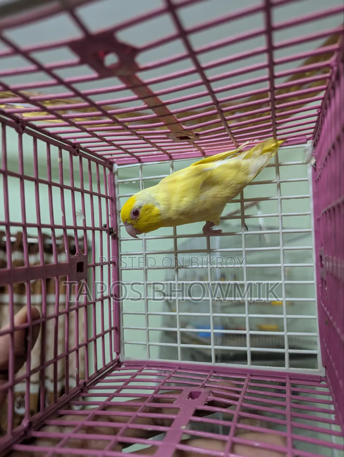 Forpus Lutino Male