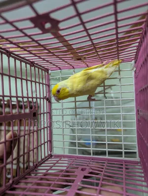 Forpus Lutino Male