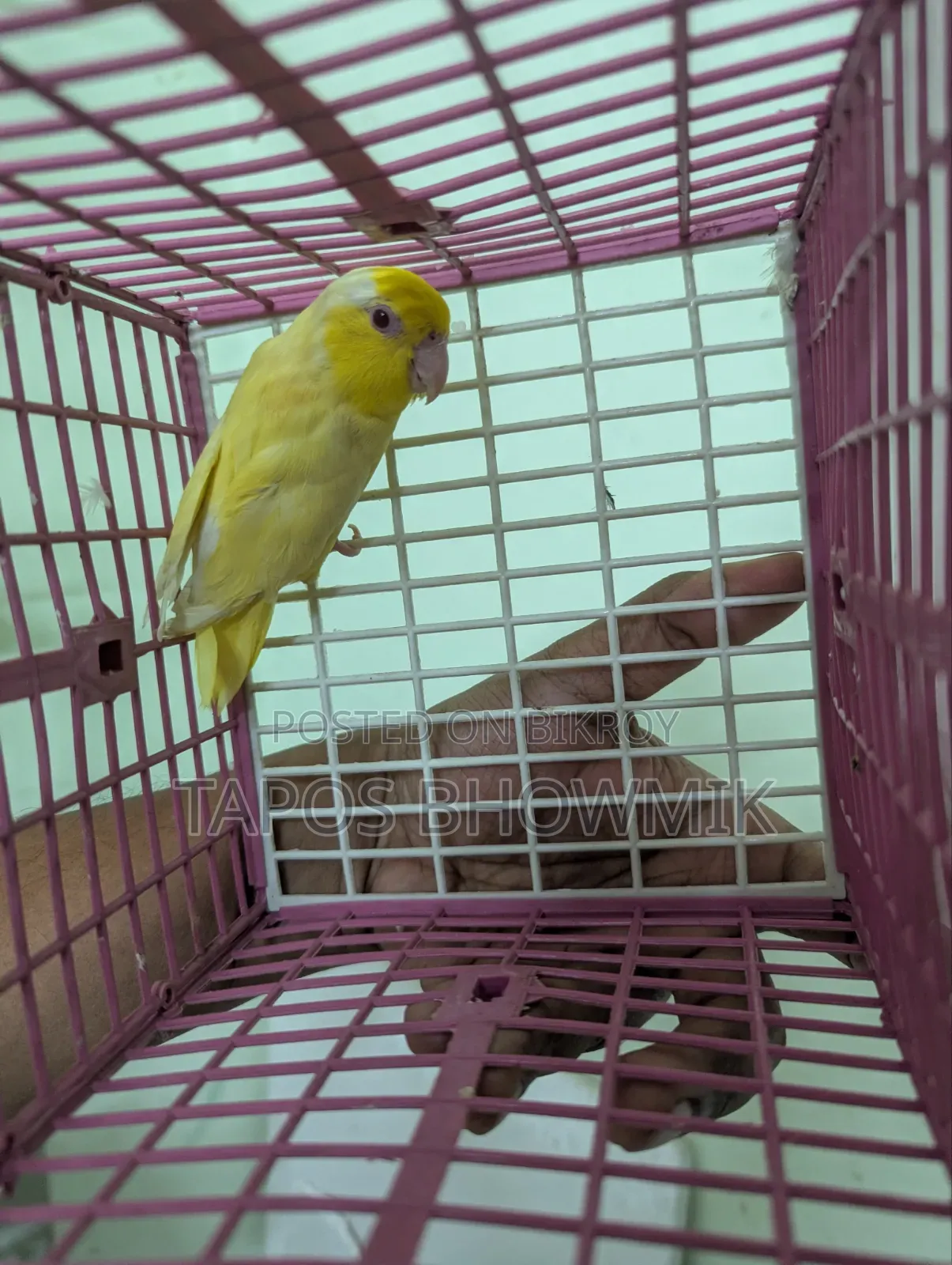 Forpus Lutino Male
