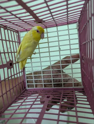 Forpus Lutino Male