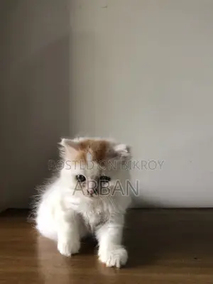 1-3 Months Male Purebred Persian