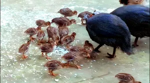 তিতির মুরগি বাচ্চা