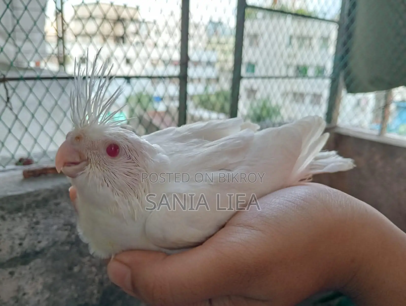Albino Cocatail