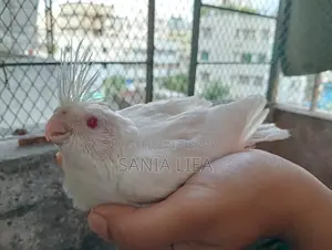 Albino Cockatiel