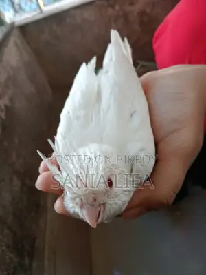 Albino Cocatail