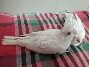 Albino Cocatail