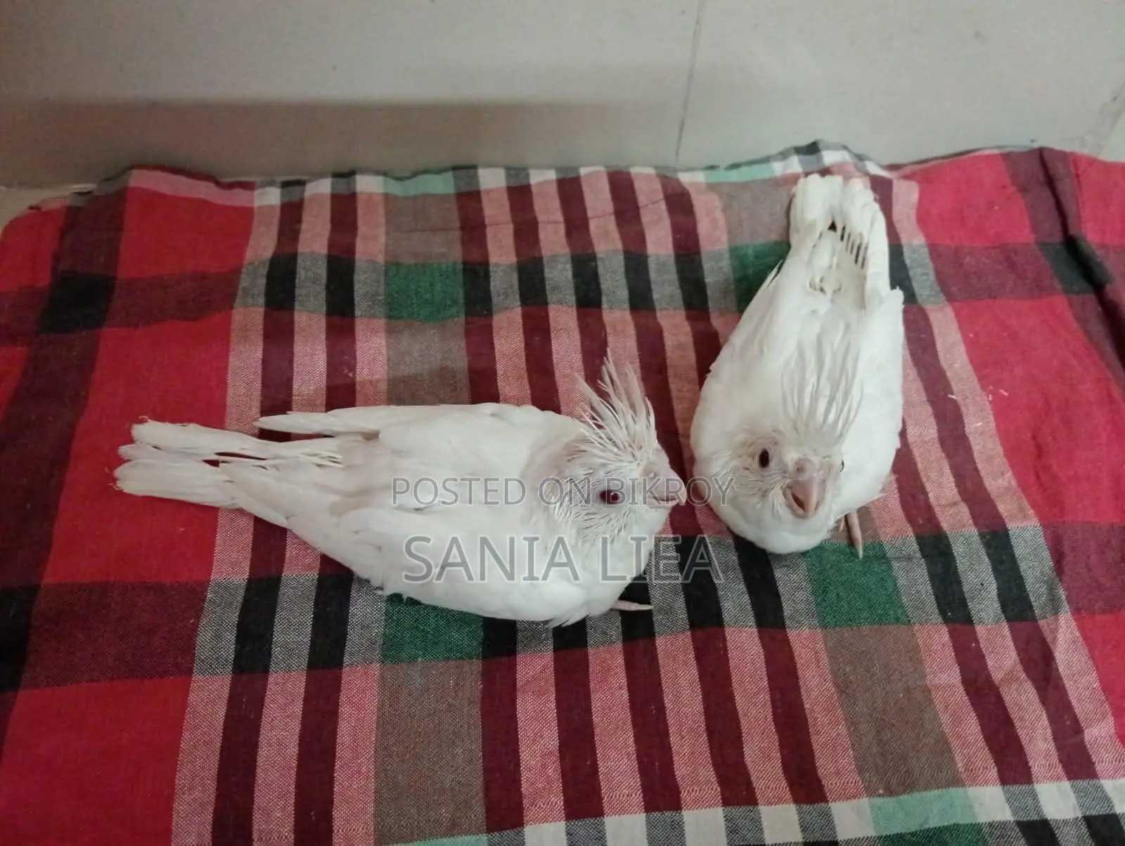 Albino Cocatail