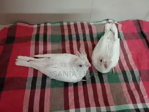 Albino Cocatail