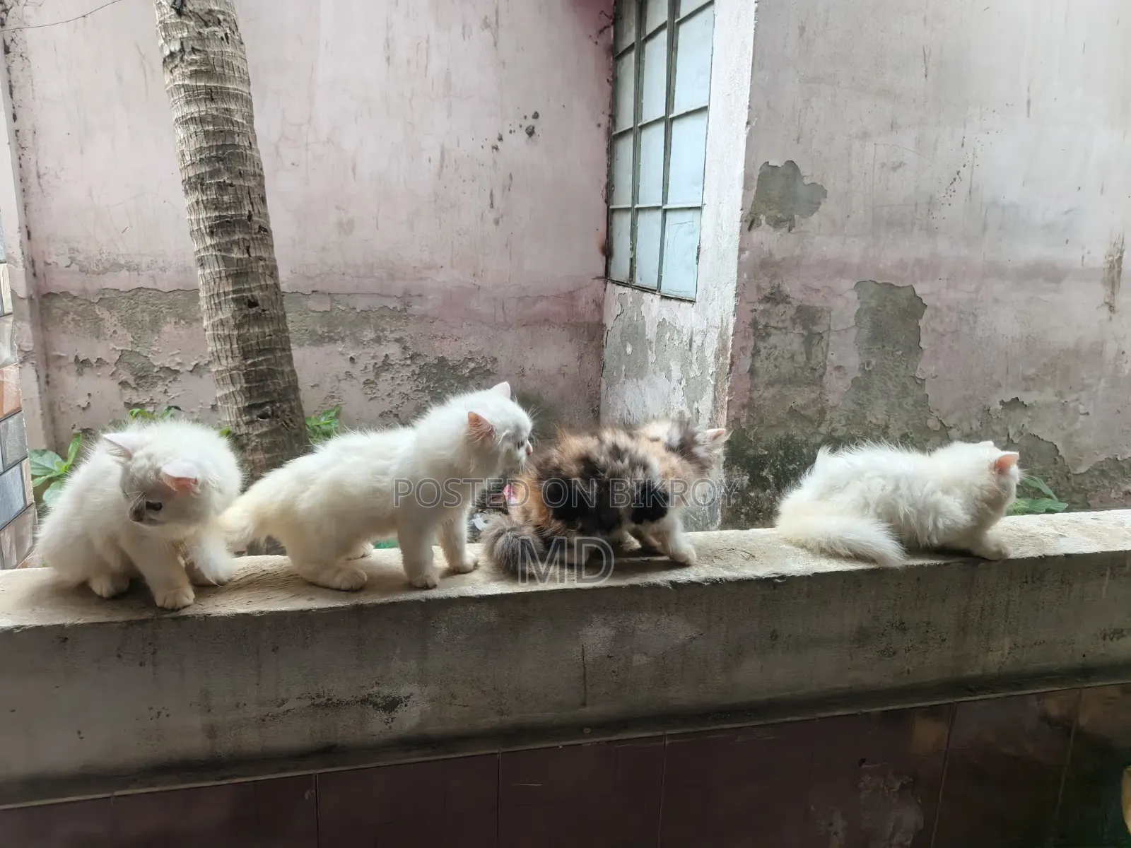 ১-৩ মাস বয়সী স্ত্রী বিশুদ্ধ পার্সিয়ান বিড়াল