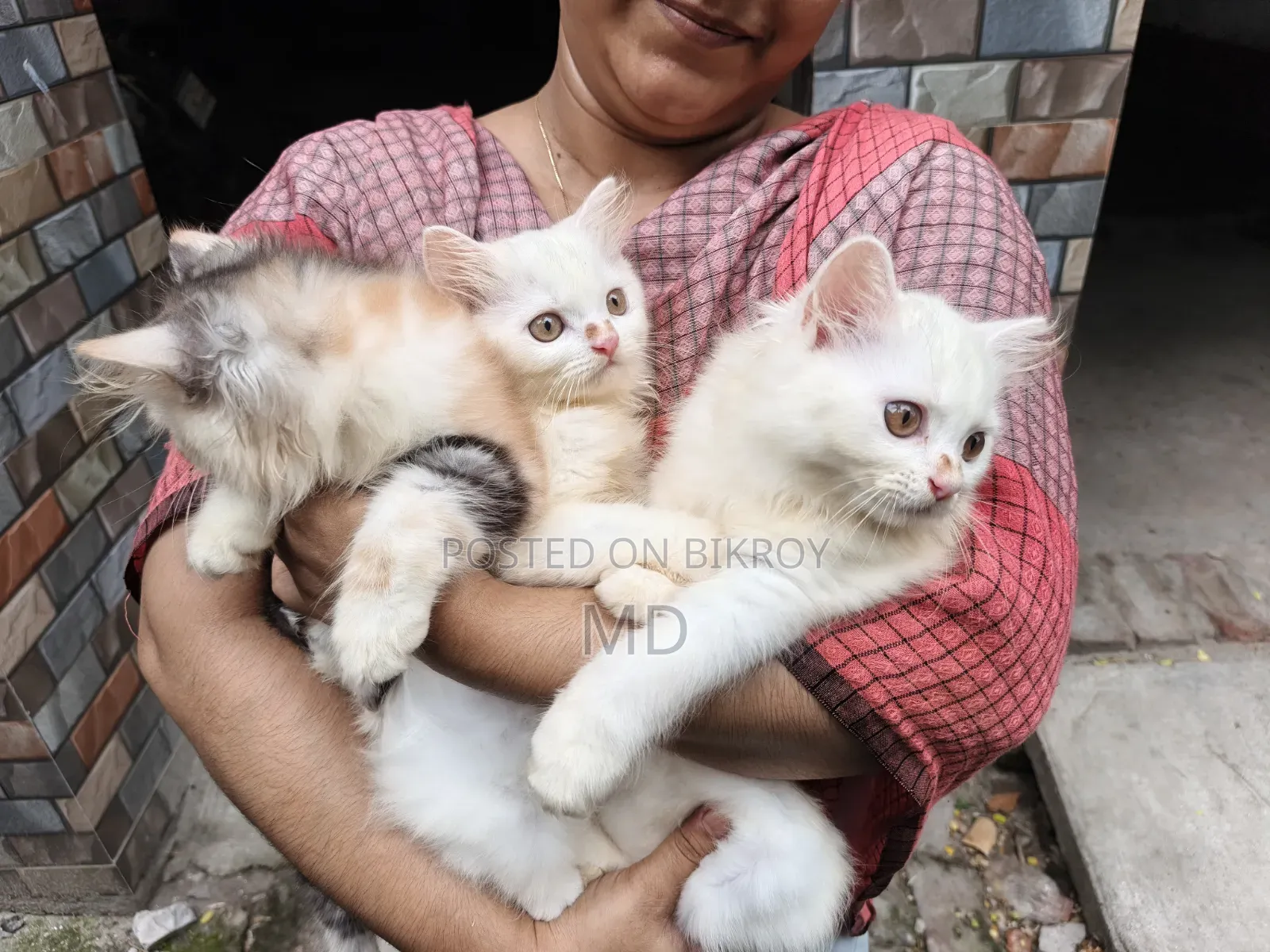 ১-৩ মাস বয়সী স্ত্রী বিশুদ্ধ পার্সিয়ান বিড়াল